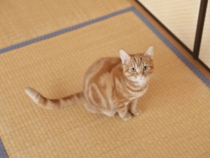 まとめ：畳のカビに関するお悩みはひつじ堂にご相談ください！